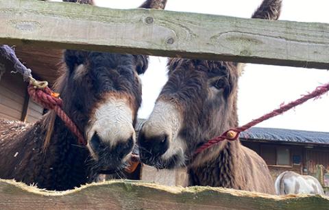 Merlin and Adoption Star Arya enjoying their carrot rope game