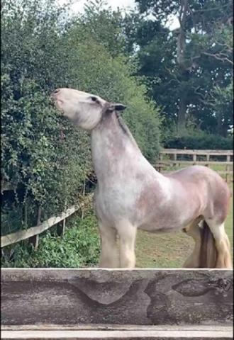 Boo grazing on one of the hedgerows bordering his field