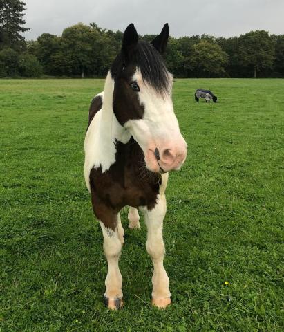 The very handsome Redwings Popeye