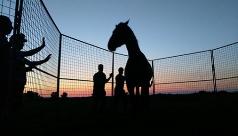 Providing a safe home for a recently rescued horse