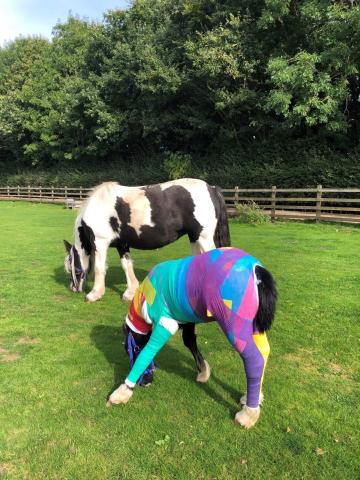 Phoenix (and his technicolour dreamcoat!) enjoying turnout with foster mum Mildred