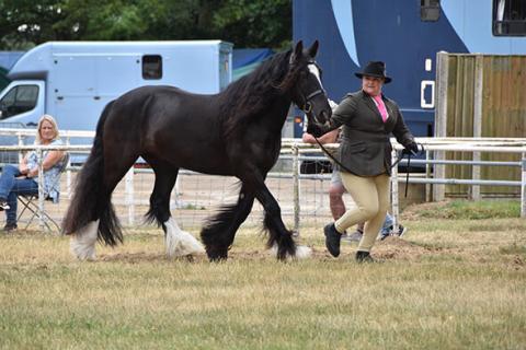 Redwings Edward and his Guardian Claire