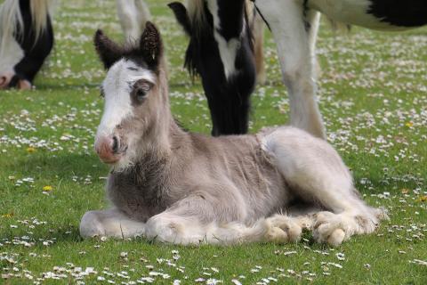 Redwings Gwendoline