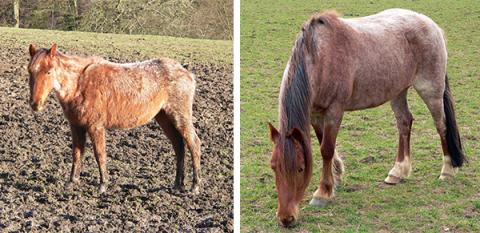 Tom Thumb is now a lovable and happy chap after being discovered emaciated at Spindle Farm