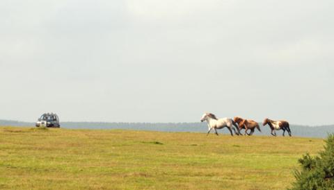 Ponies on Bodmin Moor