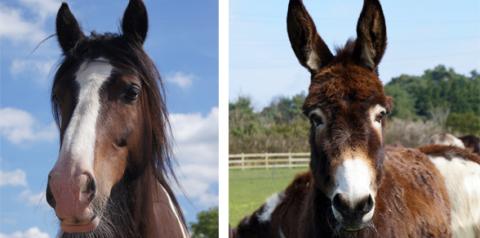 Esther and Rumpel are two of our Amersham survivors