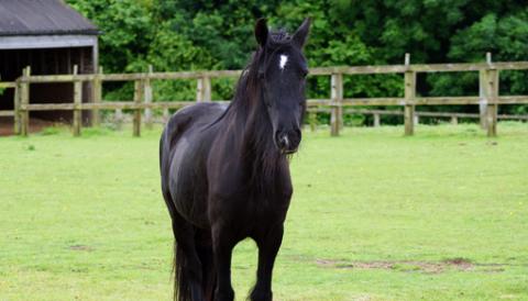 Redwings Baby recovering after care and treatment