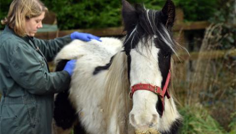 Piebald cob Fanny’s condition deteriorating