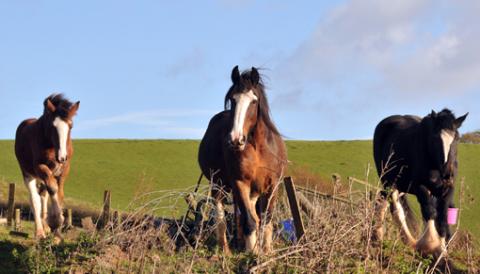 The Shires rescued included mares with foals at foot