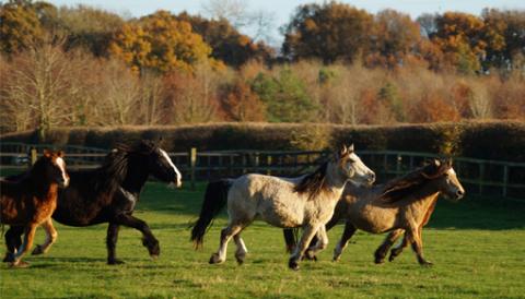 Pippin, Kanzi, Brina & Gala from Gelligaer now