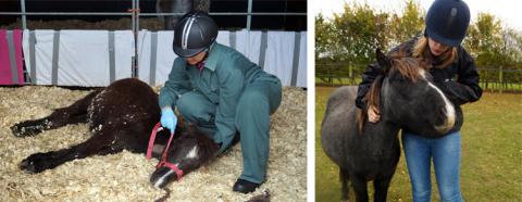 Arthur was rescued from Bodmin Moor in June 2016