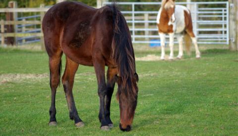 Two horses grazing in a field