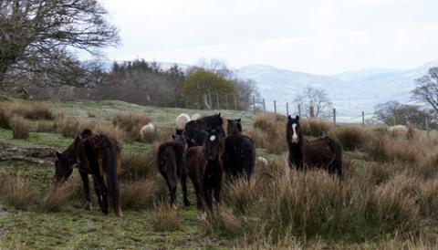 Ponies rescued from Llangynidr common. in April
