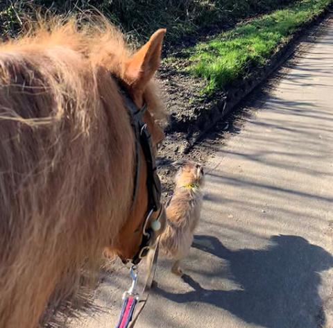 Whisper and Maisie out for a walk 