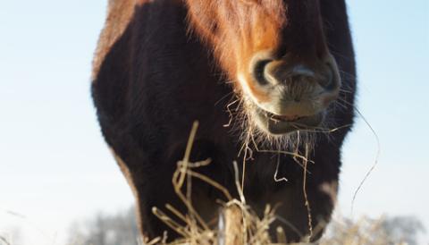 Horse feeding