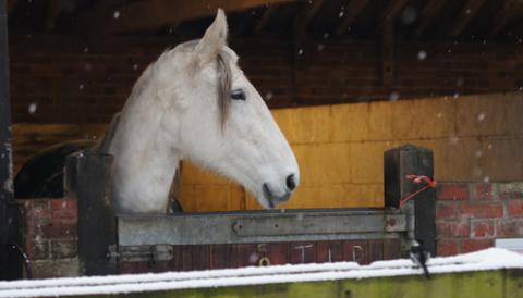 White horse in stable whilst snowing