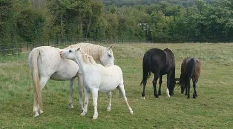 Paddy and his four-legged family