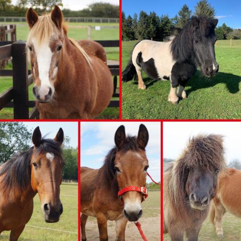 A gallery of our beloved Adoption Stars - RIP all