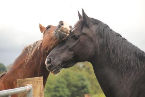 Two horses greet each other warmly over the fence.