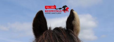An image of a pony's ears with the Redwings 40 year logo
