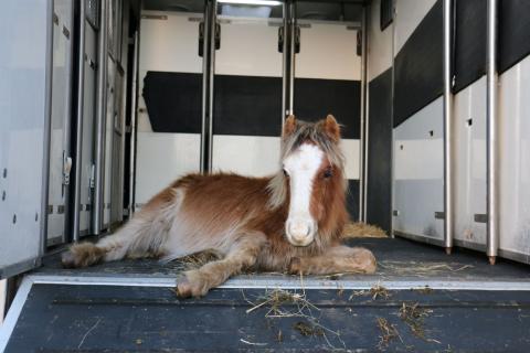 A pony lying down on the back of a horsebox