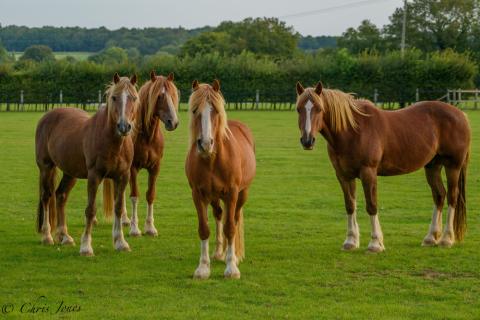 Four chestnut ponies looking at the camera