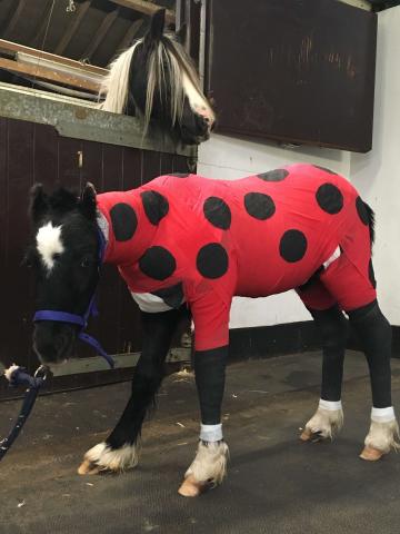 Picture of pony wrapped in bandages to look like a ladybird