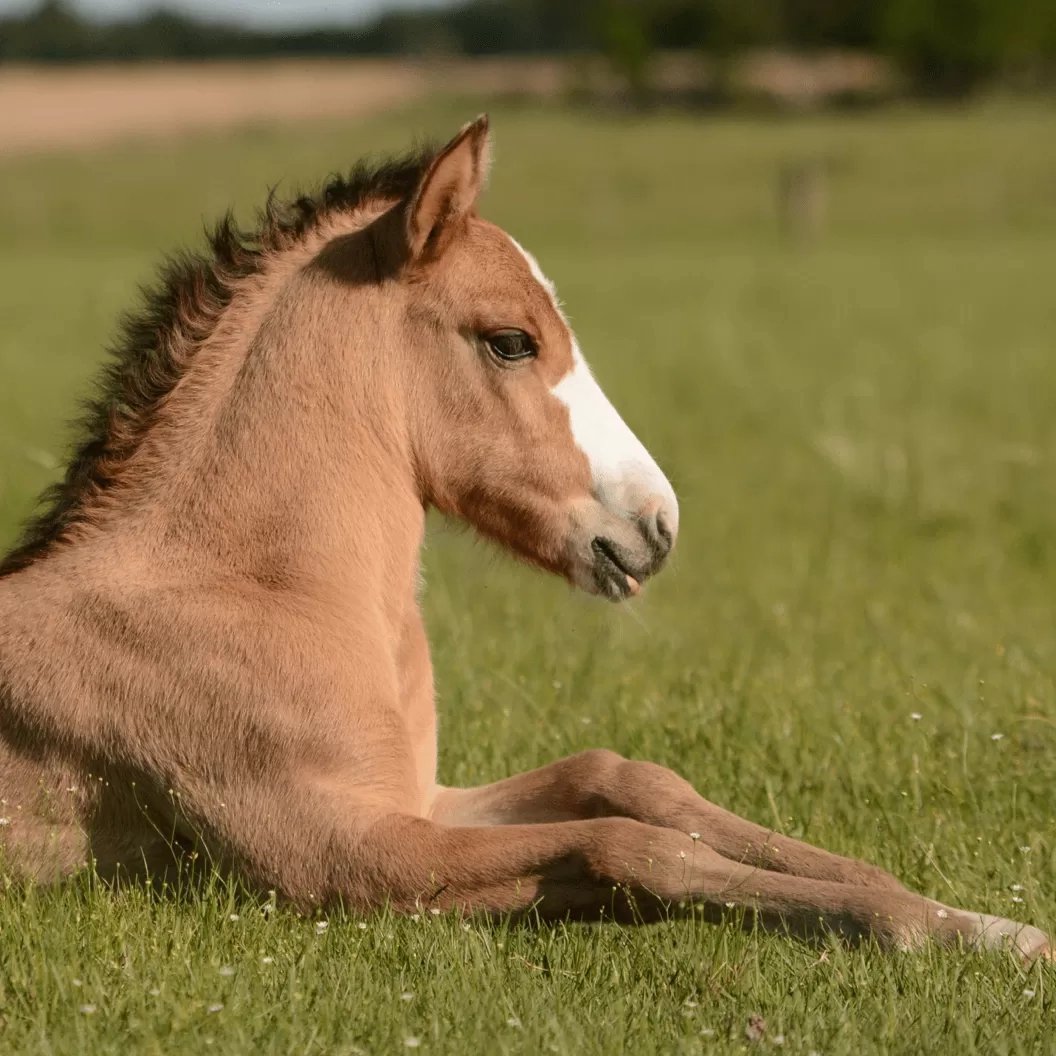 Foal laying on grass