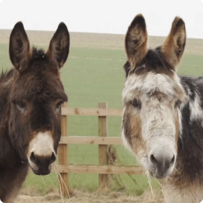 Two donkeys