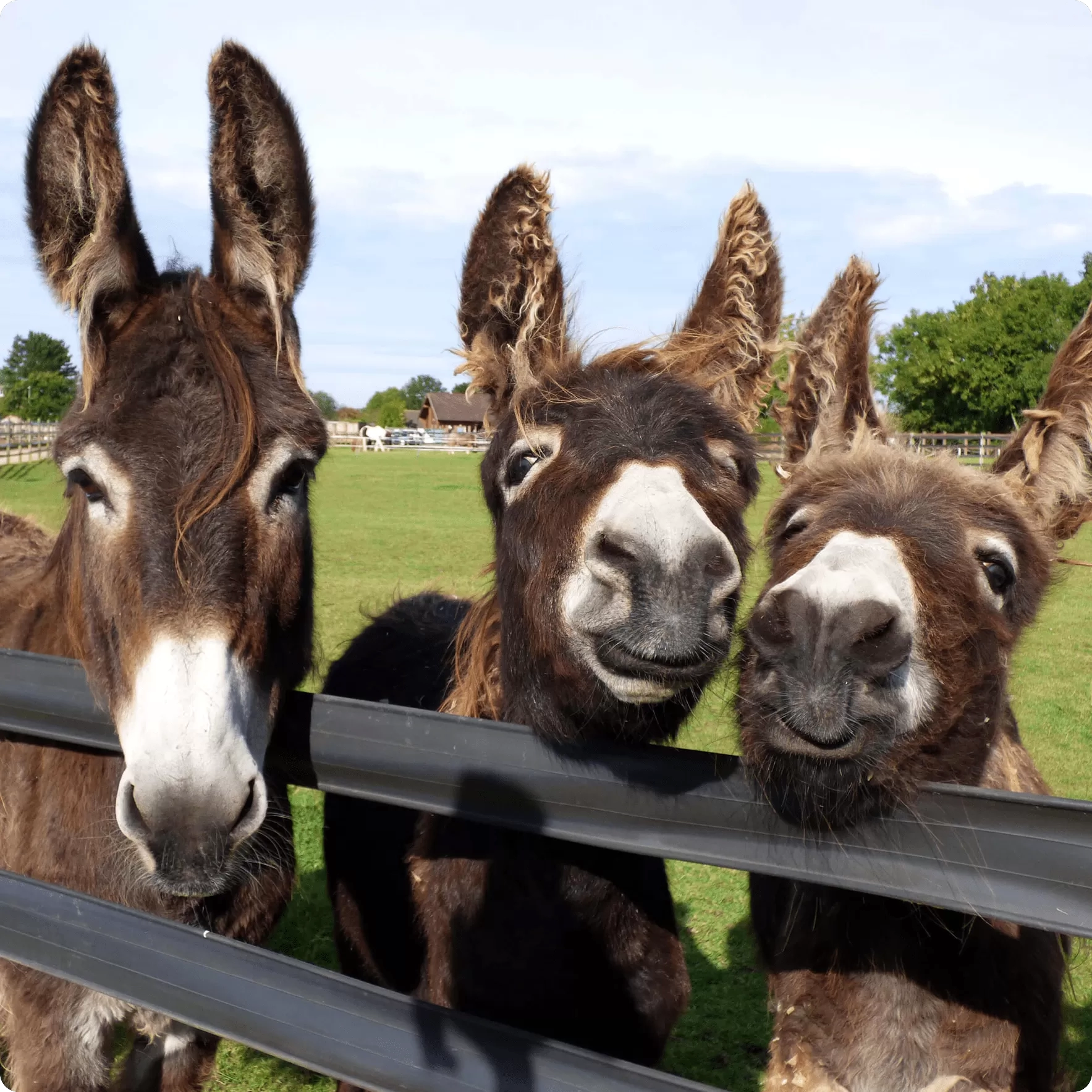 Three donkeys looking over the fence