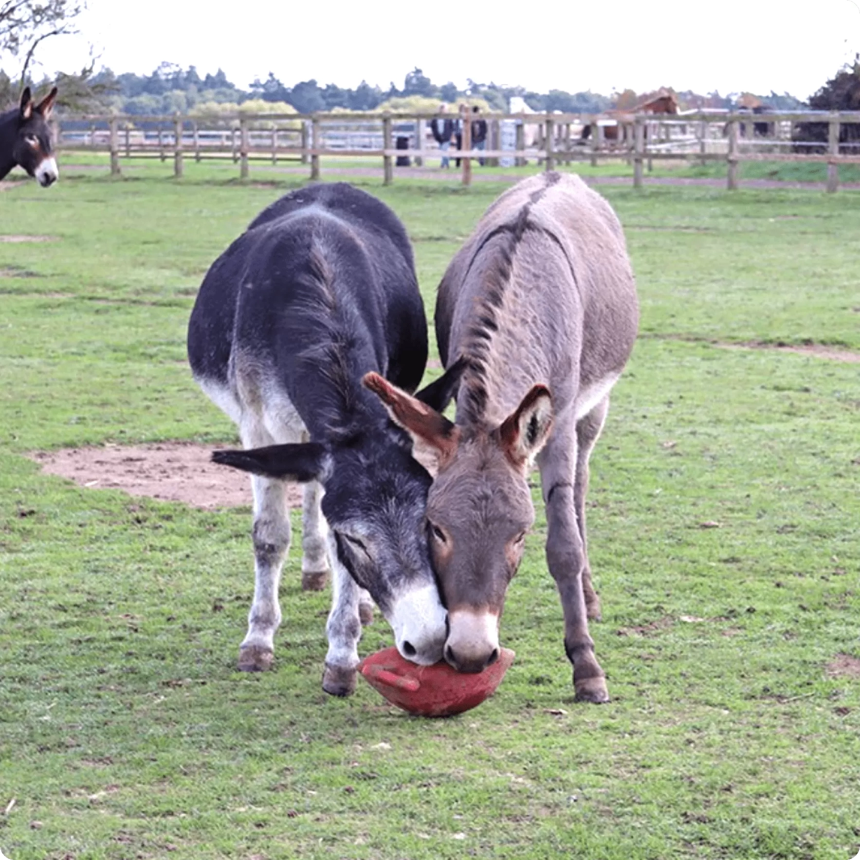 Two donkeys tugging a ball