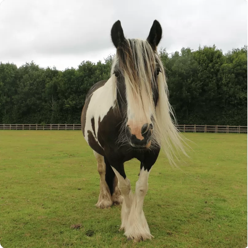 Horse in a field