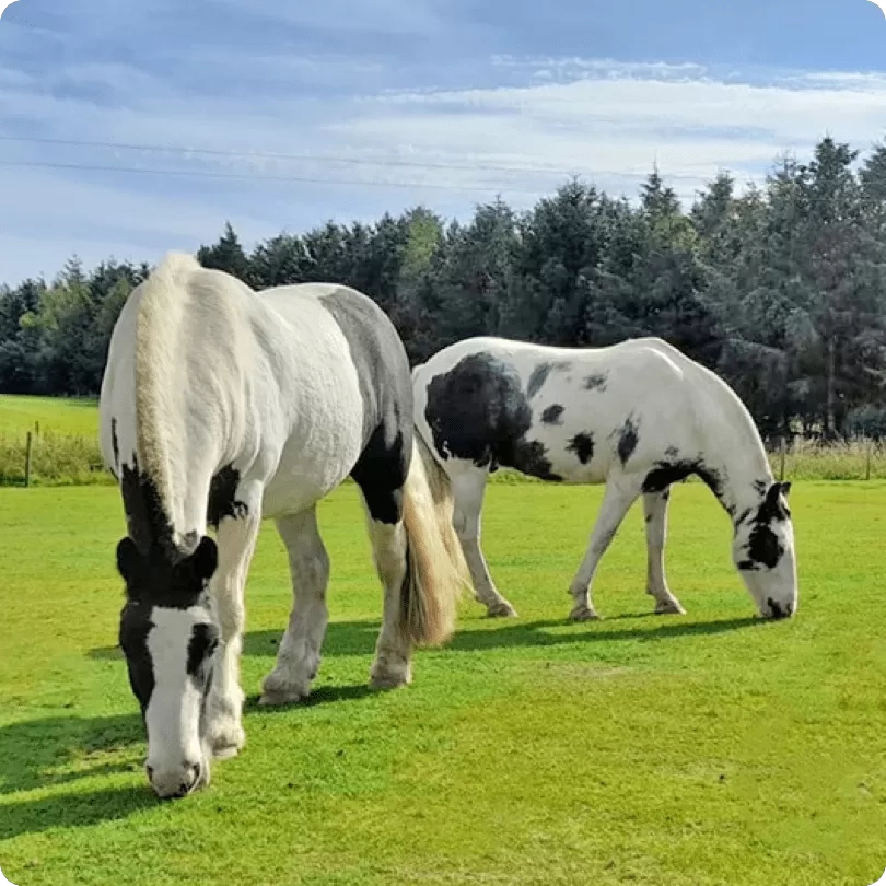 Two horses grazing in a field