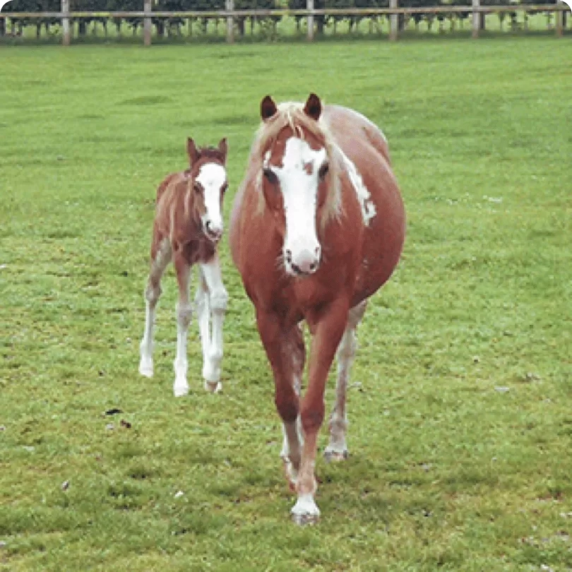 Foal walking behind horse