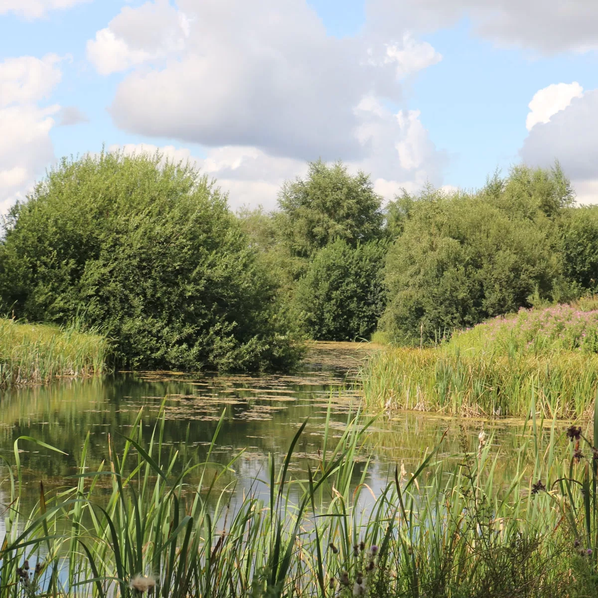 Aylsham wildlife pond
