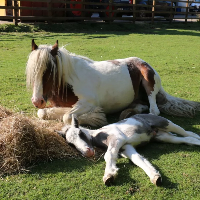 Sounds of the Sanctuary: Redwings' podcast returns with rescue stories and  expert advice - Your Horse