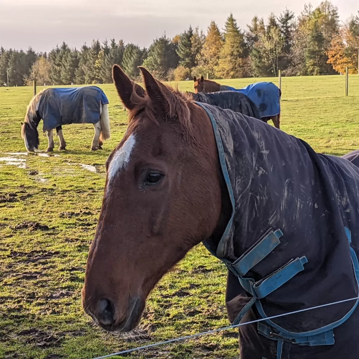Horses graze at Redwings Mountains following Storm Babet.