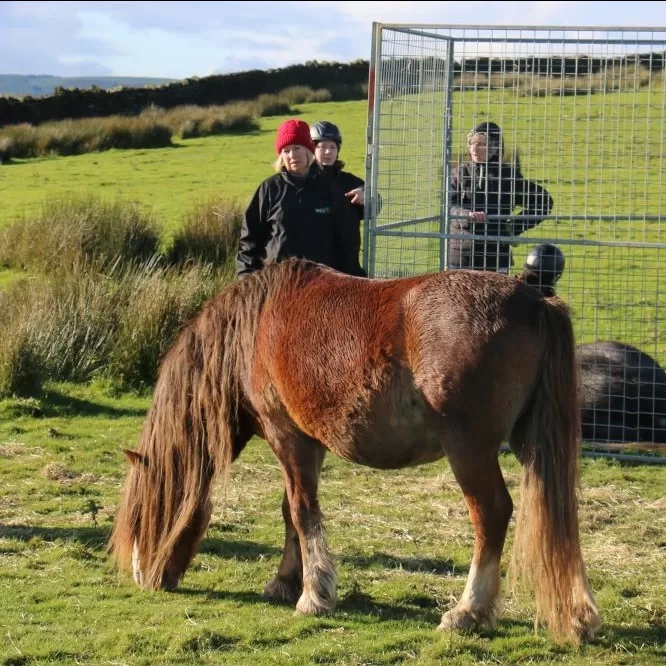 Redwings rescue team standing next to pen sections assess ponies on Gelligaer common.