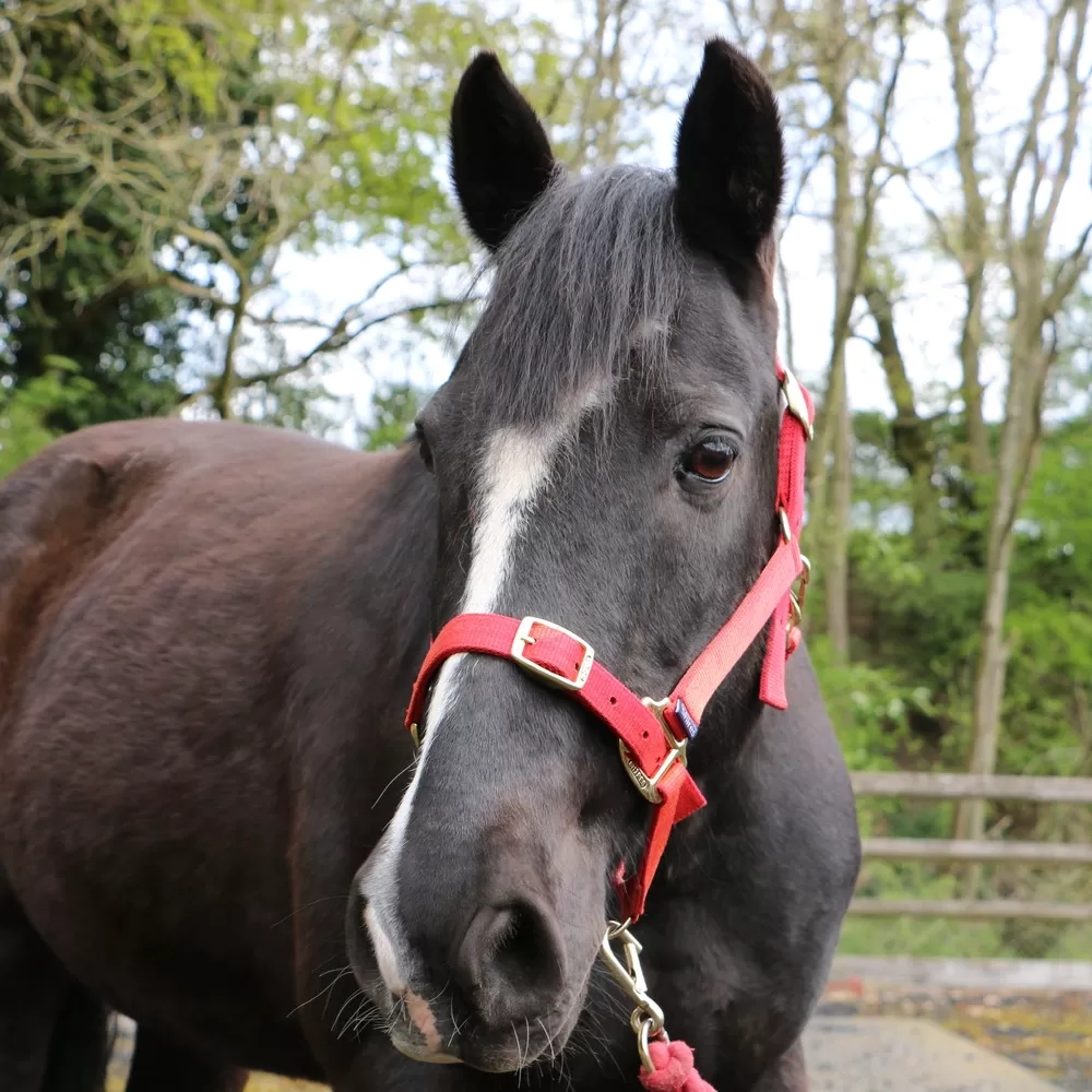Quince, a black horse with a white blaze, looking at the camera