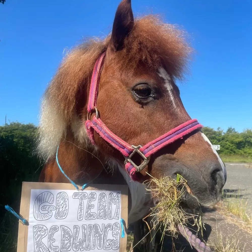 A little pony cheering the team on