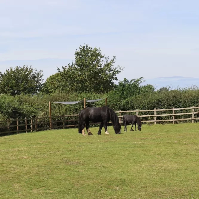 Ruby and Cilla in their new paddock