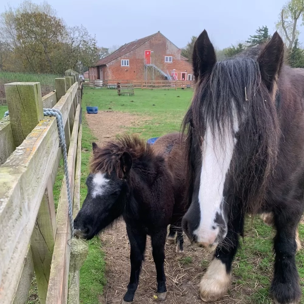 A young foal and cob stand next to a fence. On the fence there is a forage enrichment toy hanging