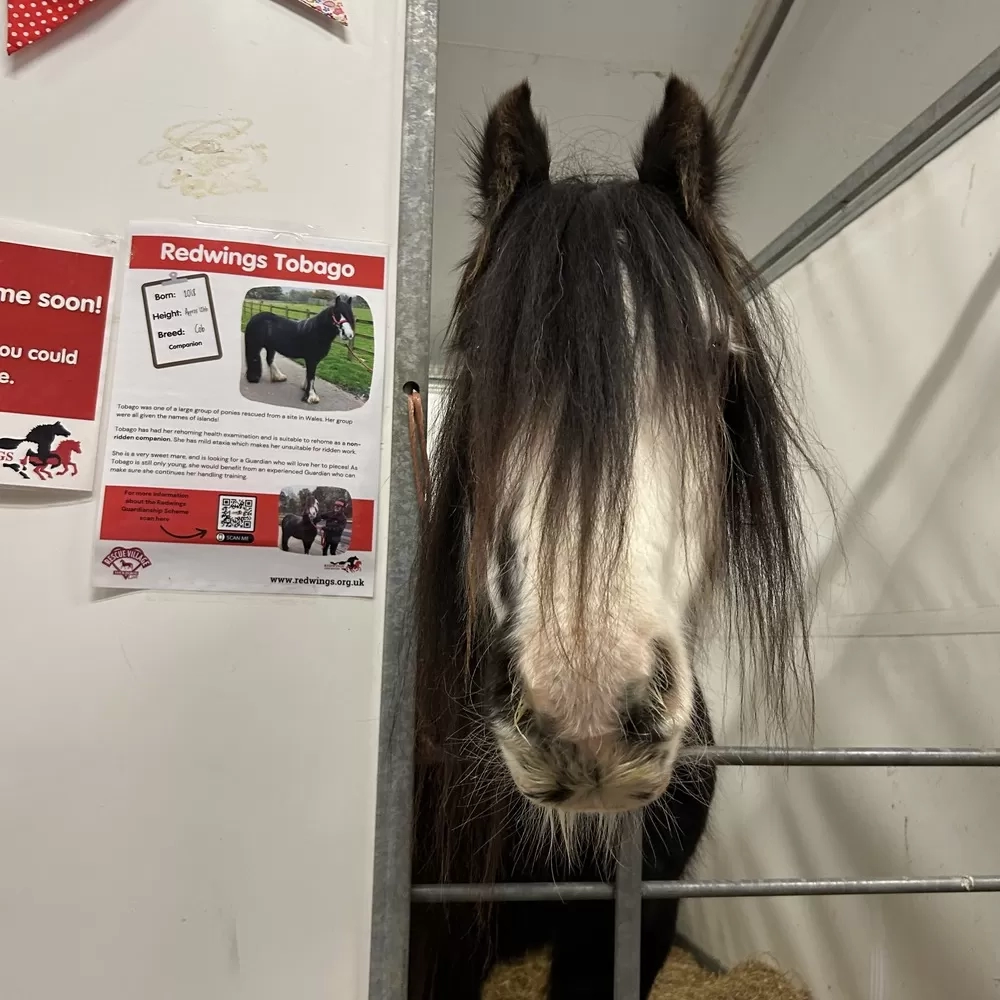 pony looking at you