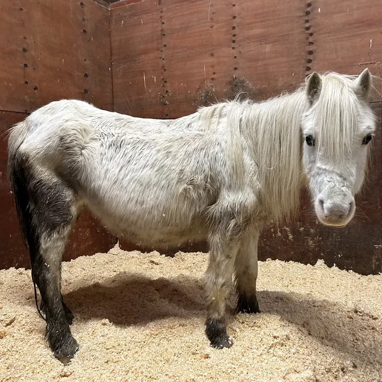 A very skinny grey pony is turning her head to look at the camera
