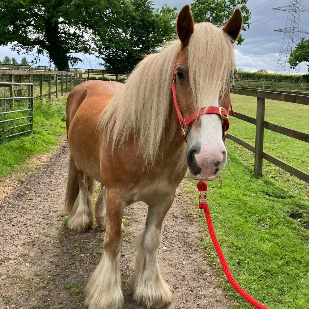 Chestnut pony