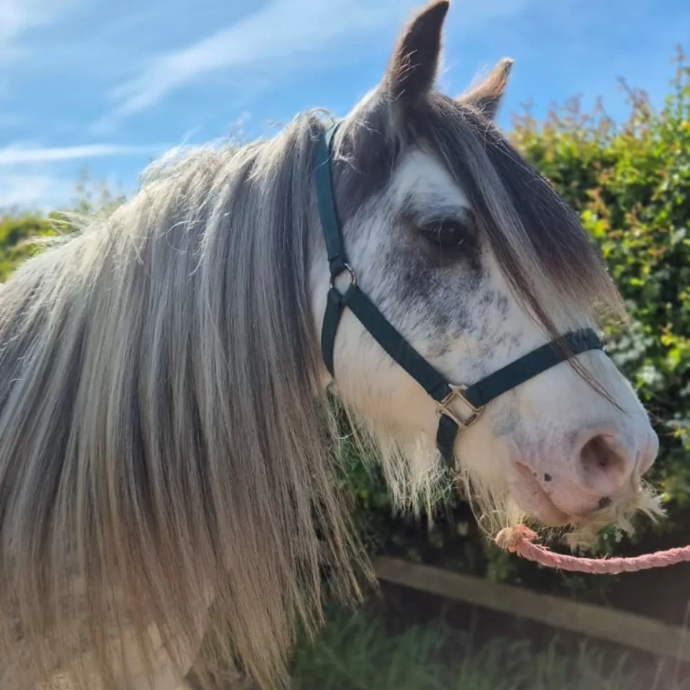 Pony head
