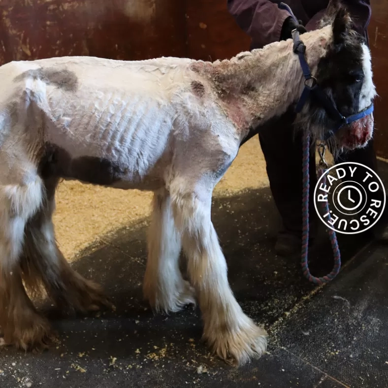 Photo of foal Billy emaciated upon arrival at Redwings