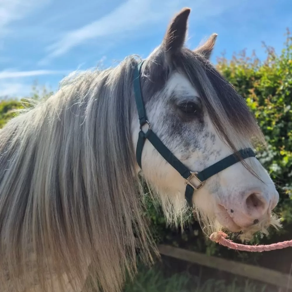 Bermuda - a roan cob, wearing a green headcollar