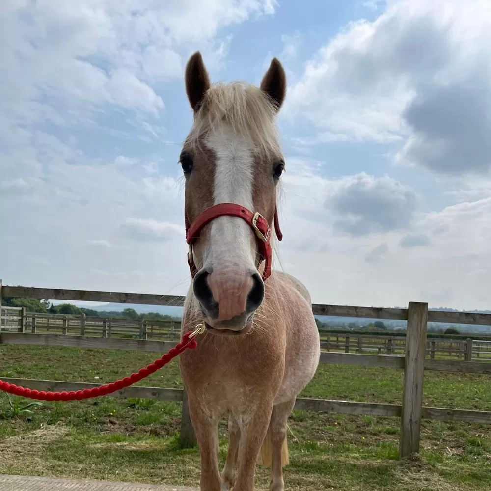 Chestnut Pony