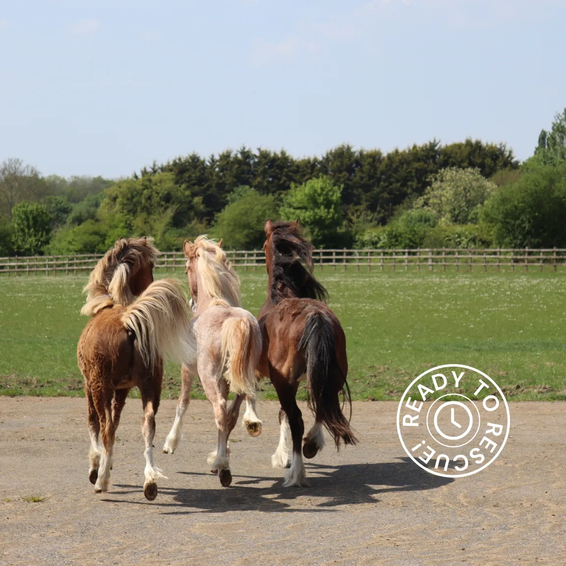 Three ponies trotting onto a grass paddock.